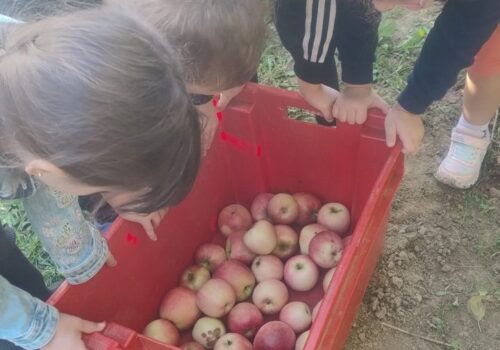 Berba jabuka u Poljoprivredno – prehrambenoj školi 🍎