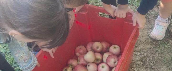 Berba jabuka u Poljoprivredno – prehrambenoj školi 🍎
