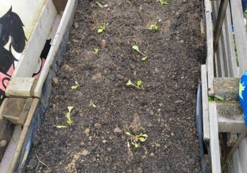 Obnavljamo naš povrtnjak