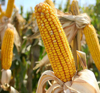Runimo kukuruz 🌽