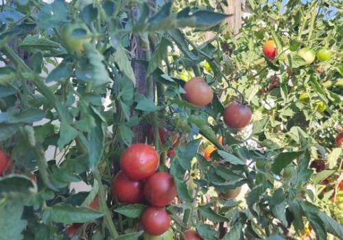 Naše rajčice 🍅