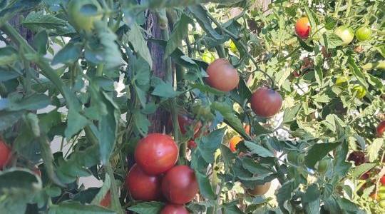Naše rajčice 🍅